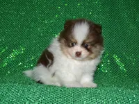 AKC Remy, a male Pomeranian for sale in Lamar, MO – Photo 3 of 3