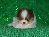 AKC Remy, a male Pomeranian for sale in Lamar, MO – Photo 1 of 3