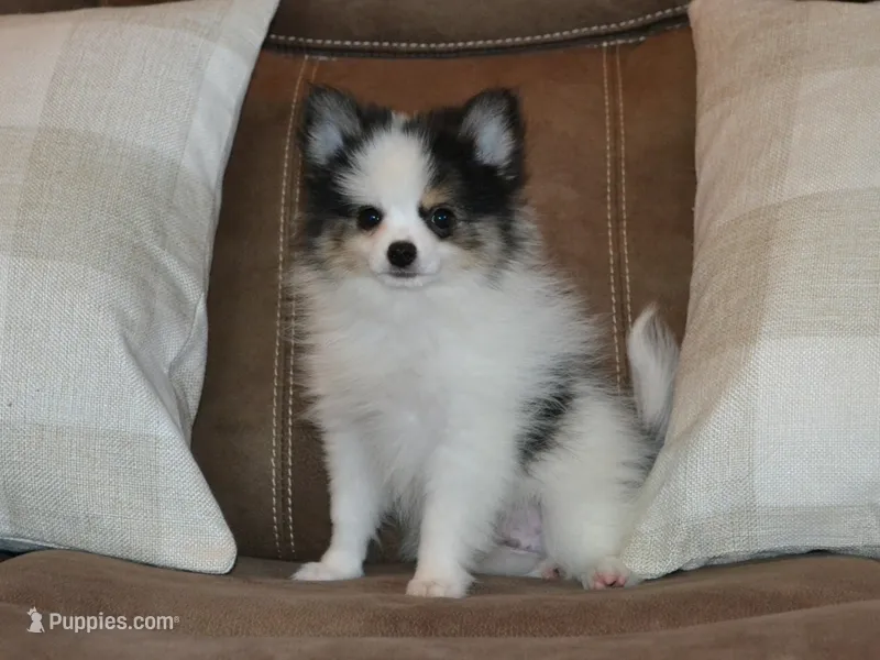 AKC Jasper – Pomeranian puppy for sale in Lamar, MO