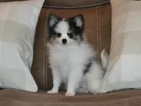 AKC Jasper, a male Pomeranian for sale in Lamar, MO – 1 of 4