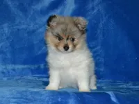 AKC Roxy, a female Pomeranian for sale in Lamar, MO – Photo 3 of 5