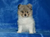 AKC Roxy, a female Pomeranian for sale in Lamar, MO – Photo 4 of 5