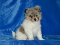 AKC Roxy, a female Pomeranian for sale in Lamar, MO – Photo 1 of 5