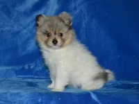 AKC Roxy, a female Pomeranian for sale in Lamar, MO – Photo 5 of 5