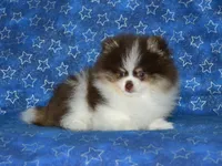 AKC Yoshi, a male Pomeranian for sale in Lamar, MO – 3 of 5