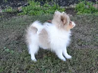 AKC Cami, a female Pomeranian for sale in Lamar, MO – 3 of 5