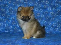 AKC Andy, a female Pomeranian for sale in Lamar, MO – 4 of 8