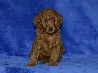 AKC Theo, a male Poodle - Miniature  for sale in Lamar, MO – 2 of 3