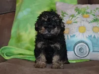 AKC Charlie, a male Poodle - Miniature  for sale in Lamar, MO – Photo 1 of 3