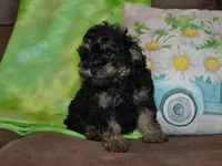 AKC Charlie, a male Poodle - Miniature  for sale in Lamar, MO – Photo 2 of 3