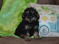 AKC Charlie, a male Poodle - Miniature  for sale in Lamar, MO – Photo 3 of 3