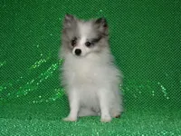AKC Riley, a male Pomeranian for sale in Lamar, MO – 4 of 5