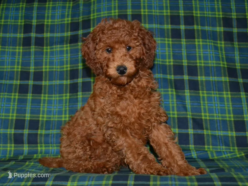 AKC Theo – Poodle - Miniature  puppy for sale in Lamar, MO
