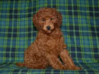 AKC Theo, a male Poodle - Miniature  for sale in Lamar, MO – 1 of 5