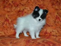 AKC York, a female Pomeranian for sale in Lamar, MO – 2 of 4
