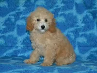 AKC Delilah, a female Poodle - Miniature  for sale in Lamar, MO – 3 of 4