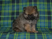 AKC Dylan, a female Pomeranian for sale in Lamar, MO – Photo 2 of 5