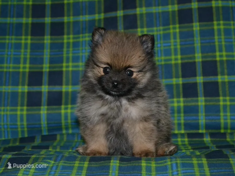AKC Dylan – Pomeranian puppy for sale in Lamar, MO