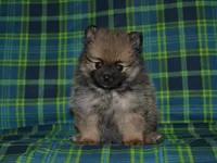AKC Dylan, a female Pomeranian for sale in Lamar, MO – Photo 1 of 5