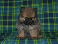 AKC Dylan, a female Pomeranian for sale in Lamar, MO – Photo 4 of 5