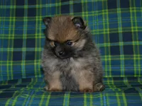 AKC Dylan, a female Pomeranian for sale in Lamar, MO – Photo 3 of 5