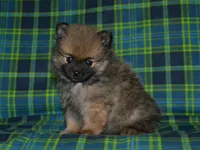 AKC Dylan, a female Pomeranian for sale in Lamar, MO – Photo 5 of 5