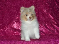 AKC Cami, a female Pomeranian for sale in Lamar, MO – 4 of 4