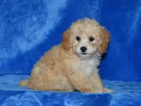AKC Daisy, a female Poodle - Toy  for sale in Lamar, MO – 3 of 3
