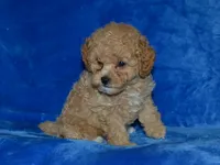AKC Wrigley, a female Poodle - Miniature  for sale in Lamar, MO – 2 of 3