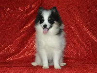 AKC Benny, a male Pomeranian for sale in Lamar, MO – 3 of 3