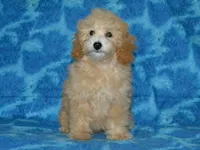 AKC Delilah, a female Poodle - Miniature  for sale in Lamar, MO – 2 of 4