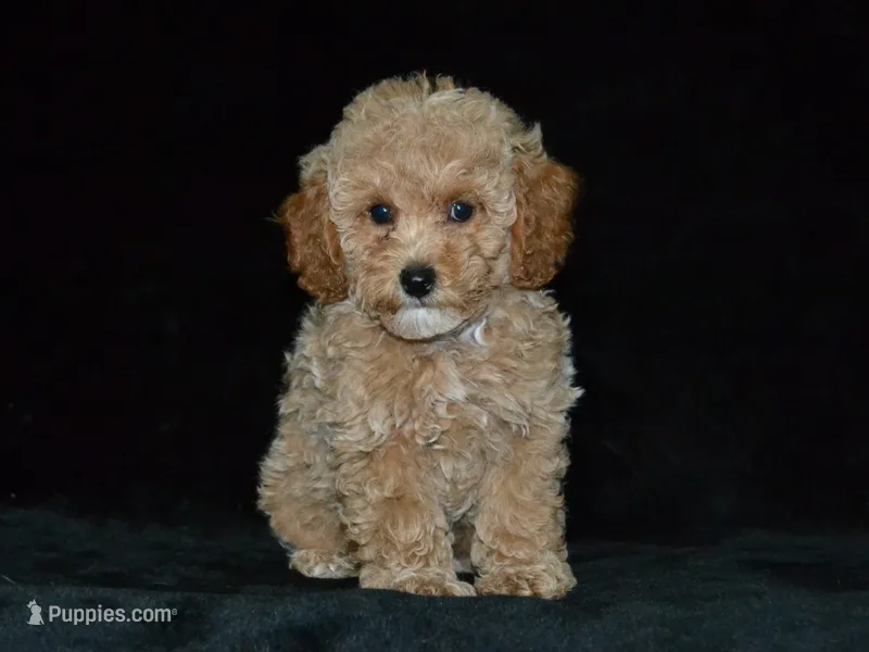 AKC Tyson – Poodle - Miniature  puppy for sale in Lamar, MO