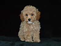AKC Tyson, a female Poodle - Miniature  for sale in Lamar, MO – 1 of 3