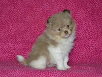 AKC Coco, a female Pomeranian for sale in Lamar, MO – Photo 1 of 4