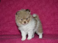 AKC Coco, a female Pomeranian for sale in Lamar, MO – Photo 4 of 4