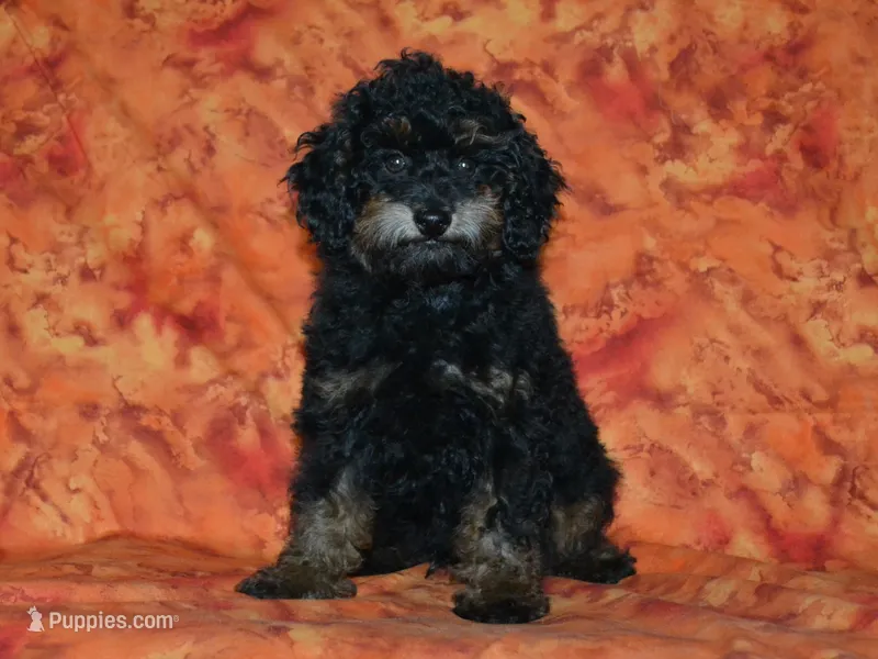 AKC Rhett – Poodle - Toy  puppy for sale in Lamar, MO