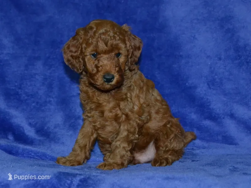 AKC Theo – Poodle - Miniature  puppy for sale in Lamar, MO