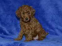 AKC Theo, a male Poodle - Miniature  for sale in Lamar, MO – 1 of 3