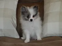 AKC Riley, a male Pomeranian for sale in Lamar, MO – 4 of 4