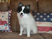 AKC York, a male Pomeranian for sale in Lamar, MO – 1 of 4