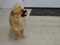 AKC Dylan, a male Pomeranian for sale in Lamar, MO – 3 of 4