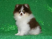 AKC Yoshi, a male Pomeranian for sale in Lamar, MO – 4 of 7