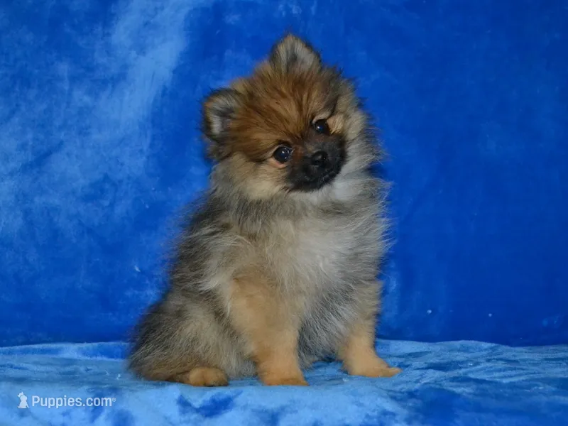 AKC Dylan – Pomeranian puppy for sale in Lamar, MO