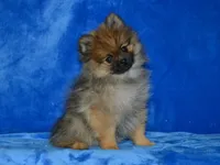 AKC Dylan, a male Pomeranian for sale in Lamar, MO – 1 of 9