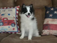 AKC Benny, a male Pomeranian for sale in Lamar, MO – 5 of 6