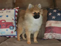 AKC Dylan, a male Pomeranian for sale in Lamar, MO – 2 of 4