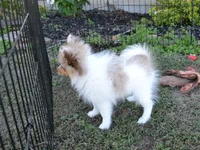 AKC Cami, a female Pomeranian for sale in Lamar, MO – 5 of 5