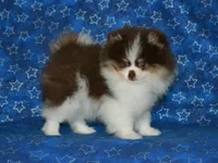 AKC Yoshi, a male Pomeranian for sale in Lamar, MO – 5 of 5