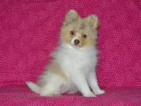 AKC Cami, a female Pomeranian for sale in Lamar, MO – 5 of 5