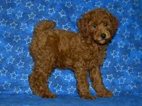 AKC Theo, a male Poodle - Miniature  for sale in Lamar, MO – 1 of 5